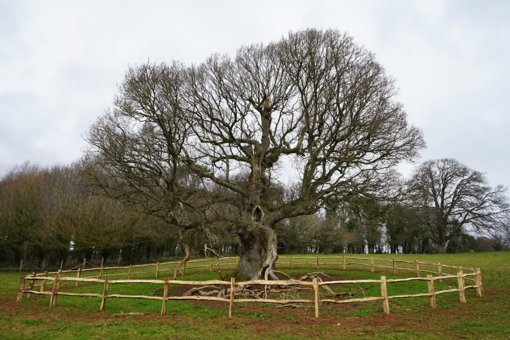 Veteran Tree, Killerton Estate - Image courtesy of National Trust Killerton